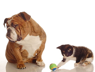 brown English bulldog and brown Tabby kitten standing side by side