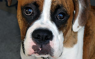 close-up photograph of short-coat brown and white dog