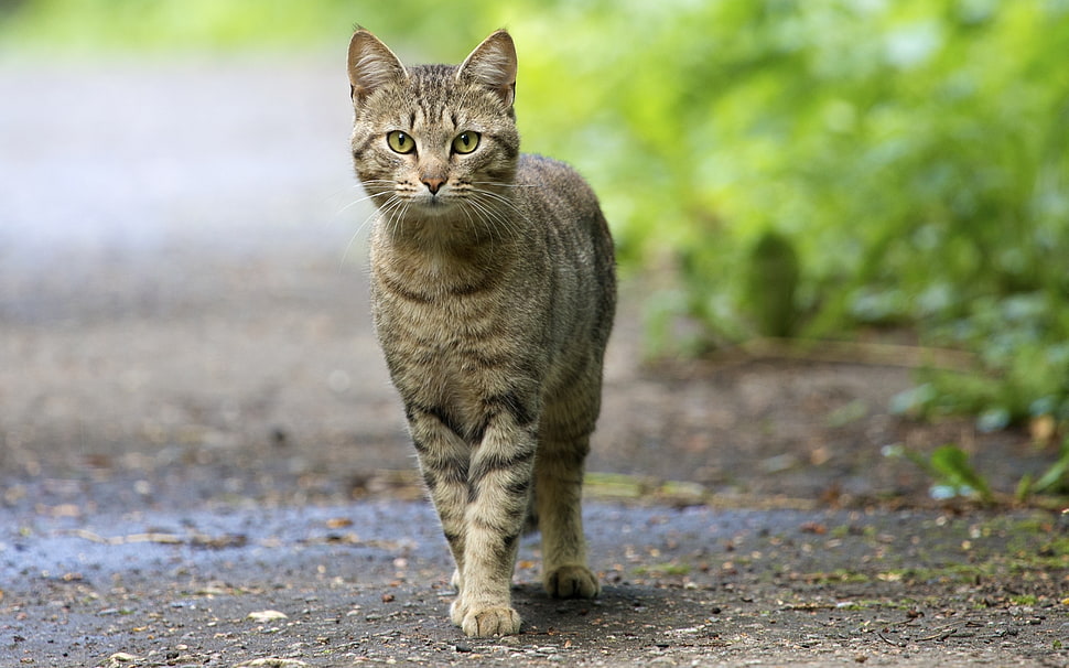 silver cat near green grass HD wallpaper