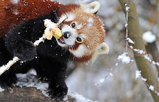 shallow focus photography of Red Panda while eating during snow season