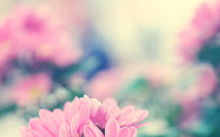 pink flowers, flowers, blurred