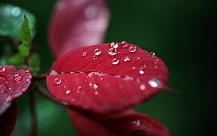 selective focus photography of red leaf