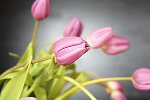 selective focus photography of pink Tulip