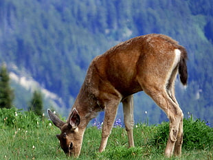 tilt shift lens photography of brown antelope, olympic national park