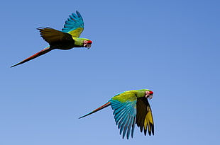two Macaw birds flying during daytime