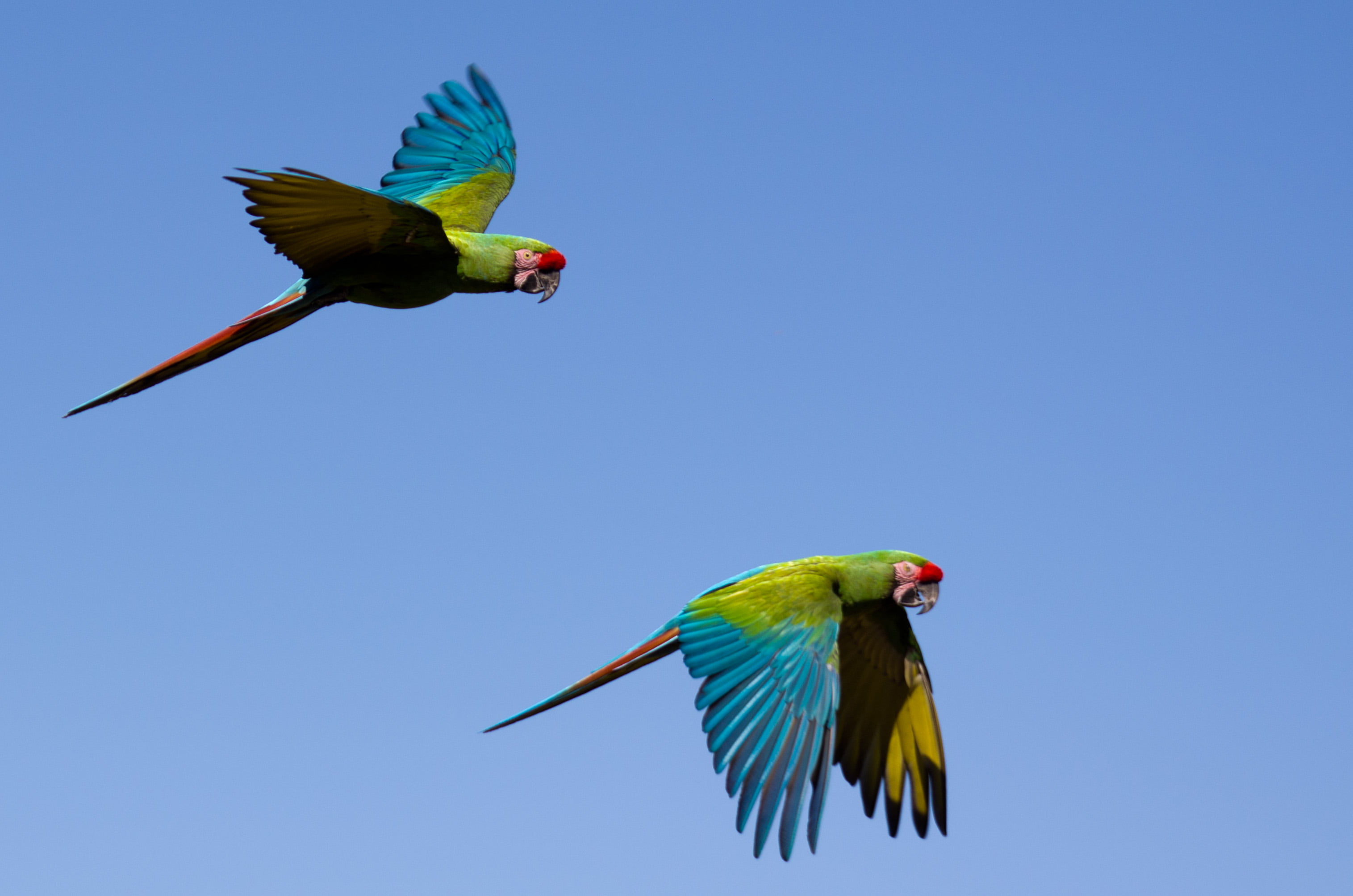 two Macaw birds flying during daytime