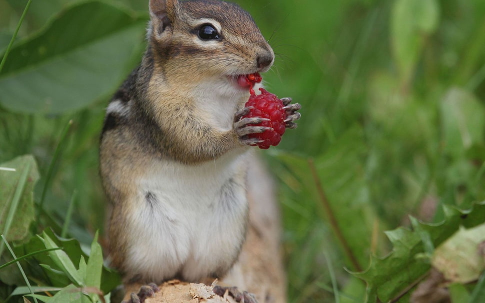 brown squirrel eating red fruit HD wallpaper