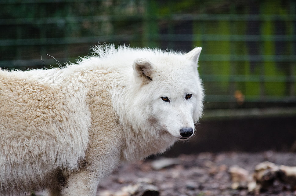 white and tan Wolfdog HD wallpaper