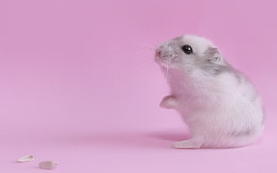 white rodent, pink, animals, hamster