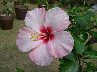 pink Hibiscus flower