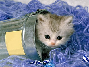 white and gray kitten inside cup