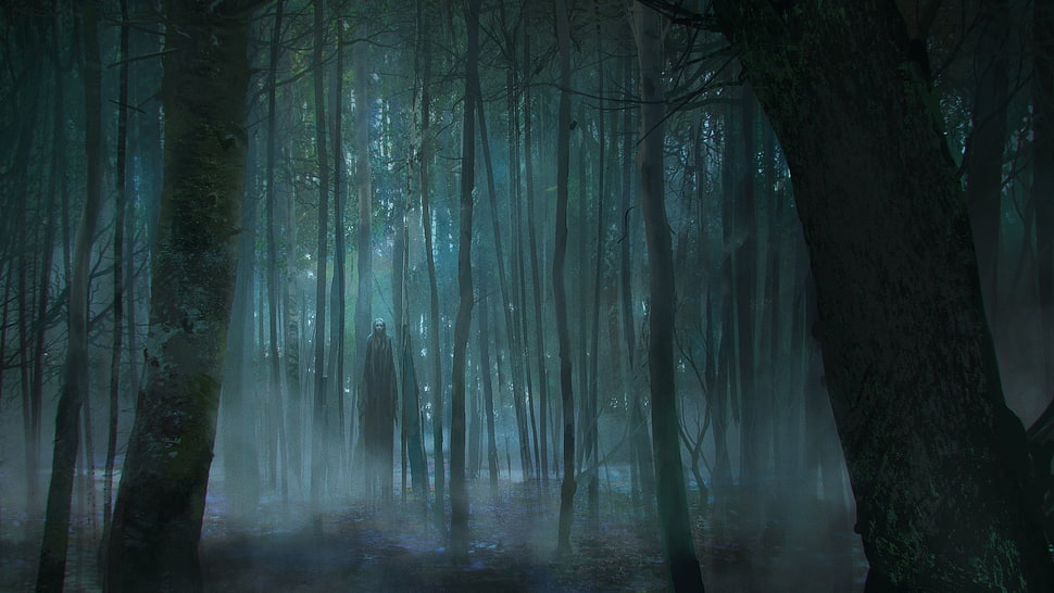tall trees, horror HD wallpaper