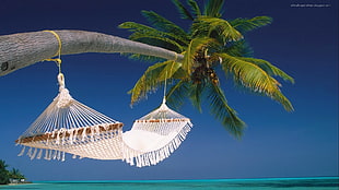 palm tree and white hammock, beach, palm trees, hammocks, sea HD wallpaper
