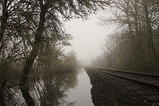 green leafed trees, railroad track, mist, water, reflection HD wallpaper