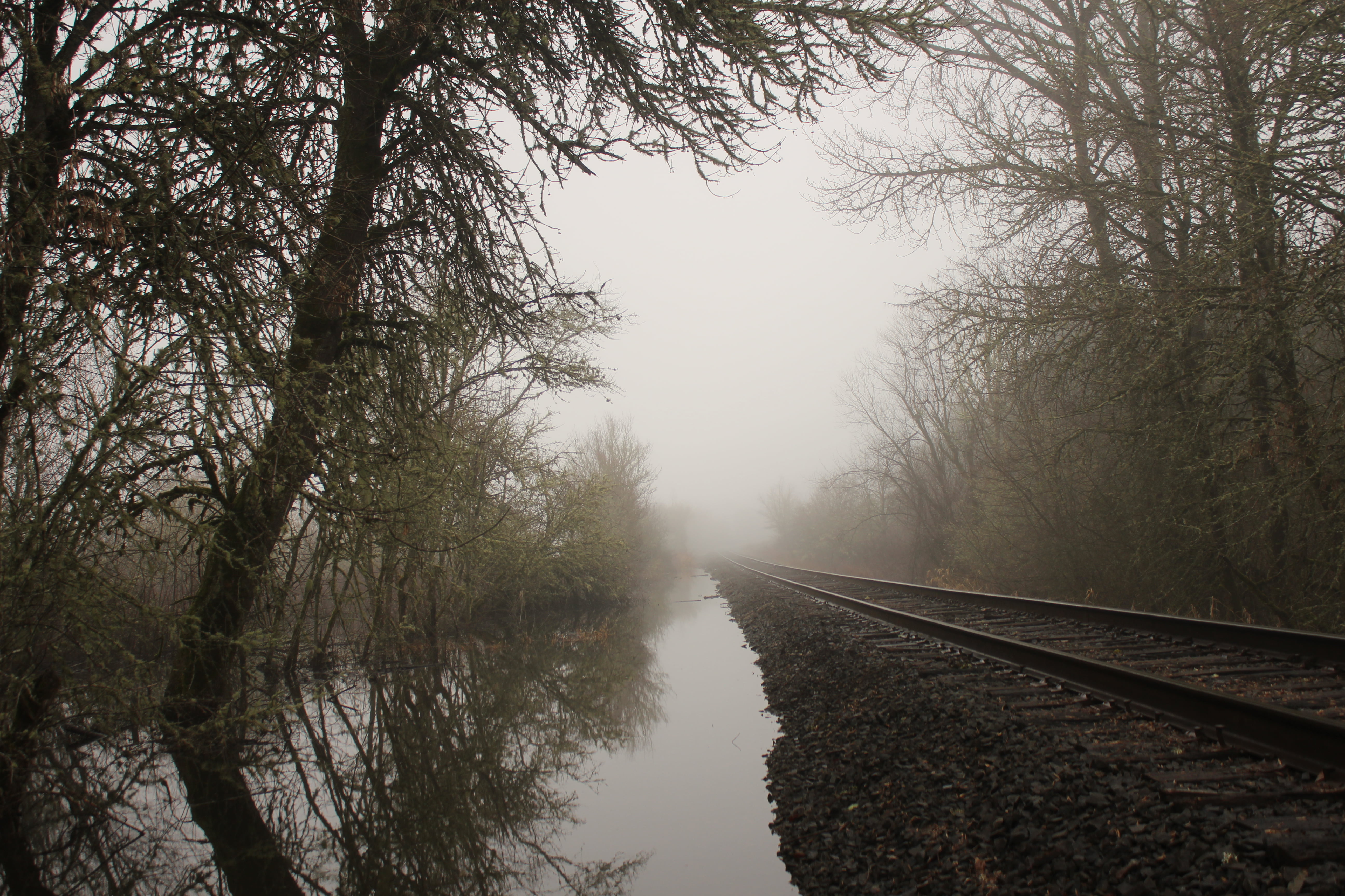 green leafed trees, railroad track, mist, water, reflection