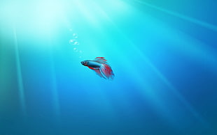 blue and red guppy fish, minimalism, blue background, drawing, underwater