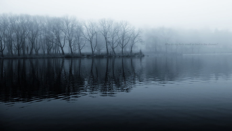 body of water, nature, mist, trees HD wallpaper