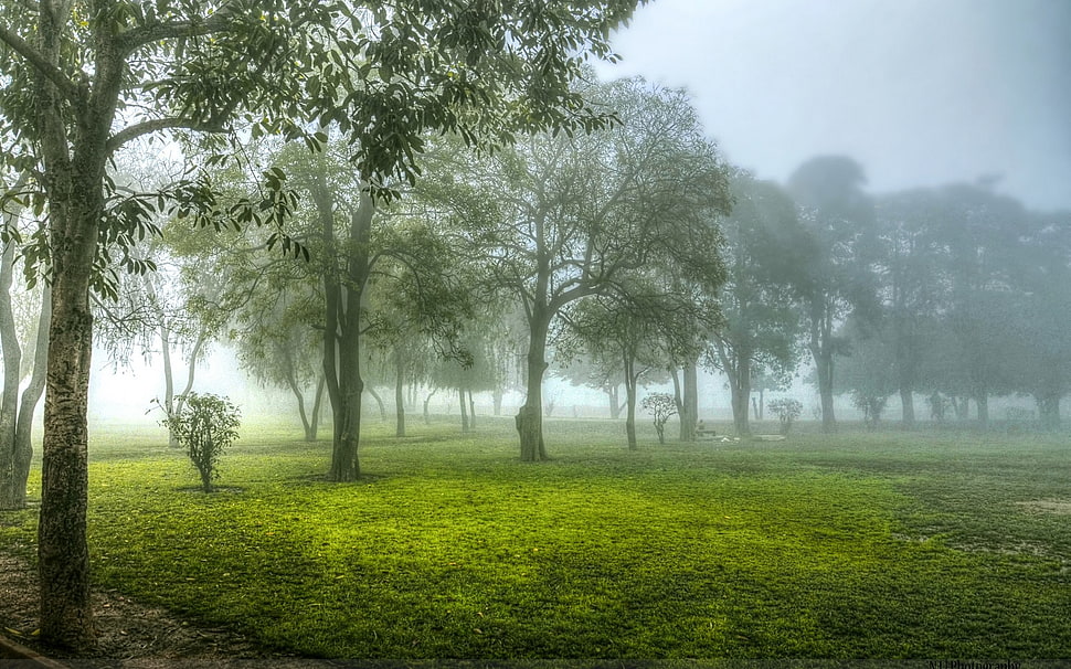 trees and field of grass, landscape, trees HD wallpaper