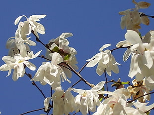 low angle photography of white petaled flowers
