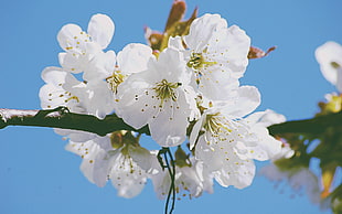 white petaled flowers, flowers