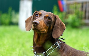 brown dachshund photo HD wallpaper