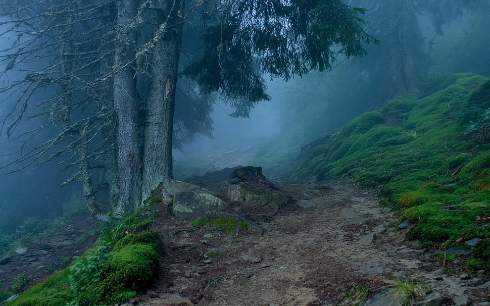 green leafed trees, nature, landscape, mist, path HD wallpaper