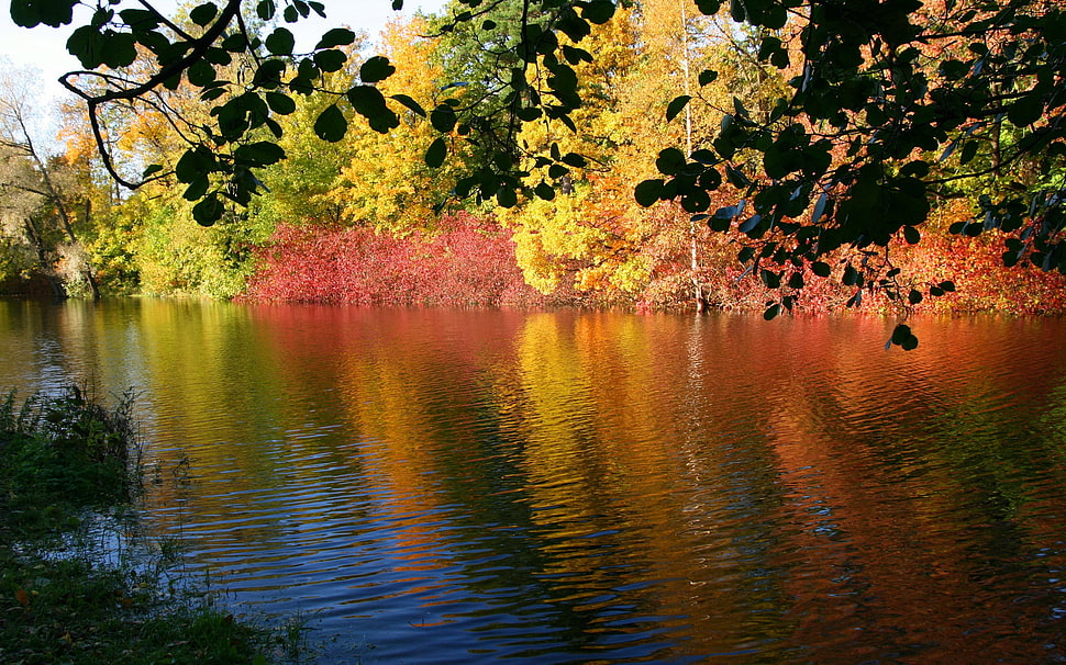 calm body of water between trees HD wallpaper