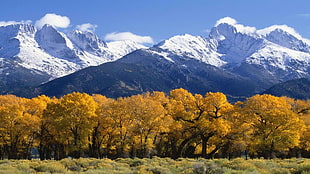 snow caps mountain, mountains, trees, clouds, grass