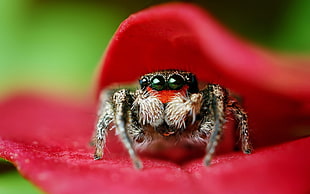 jumping spider on red petaled flower macro photography