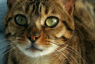 brown tabby cat HD wallpaper
