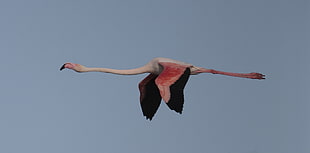 flying flamingo HD wallpaper