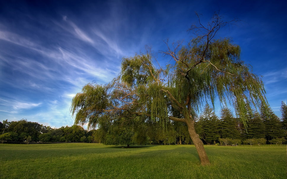 green-leafed tree HD wallpaper