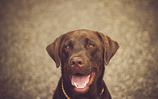 adult chocolate Labrador Retriever