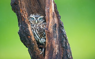 brown and white owl on tree trunk
