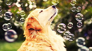 adult golden retriever and bubble photography