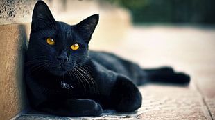 selective focus photography of black fur cat