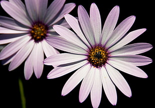 two purple and white Aster flowers