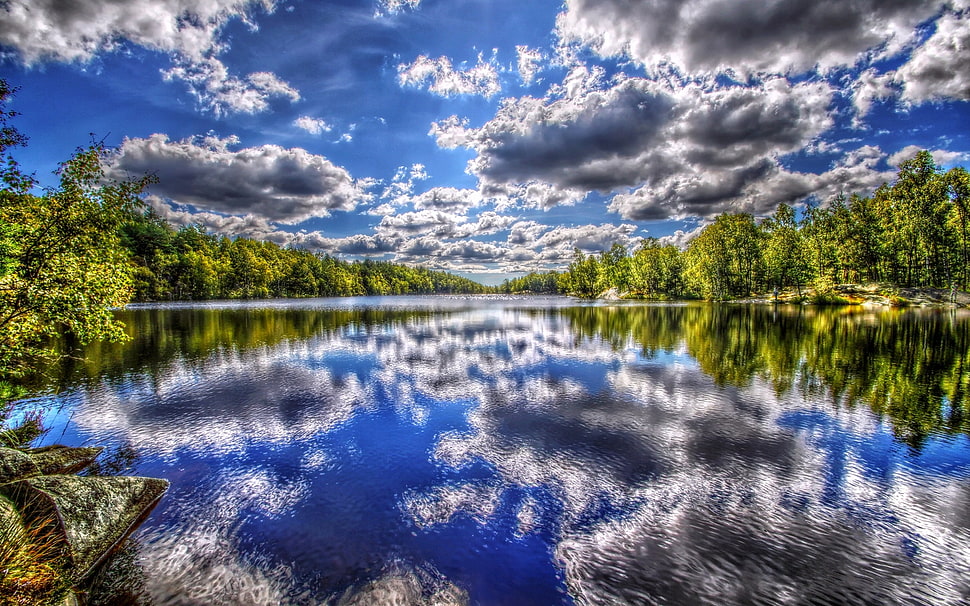 panoramic photography of trees under white sky reflecting on water HD wallpaper