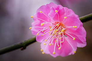 close view pink multipetal flower HD wallpaper