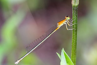 Damsel fly stick to a flower stem, ischnura, matsudo, chiba, japan HD wallpaper