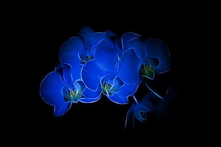 blue flowers, Fractalius, black background, flowers, blue flowers HD wallpaper