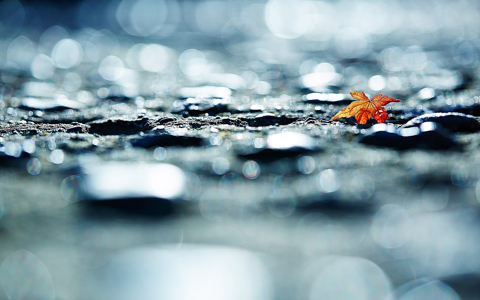 orange leaf, macro HD wallpaper