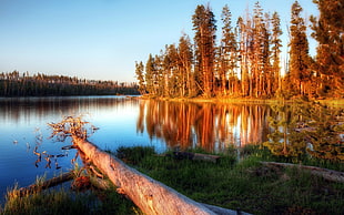 photo of calm body of water between trees during golden hour
