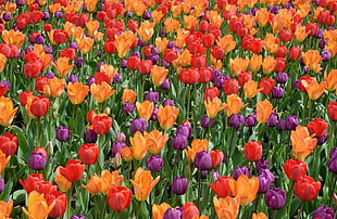 red, orange, and pink tulips