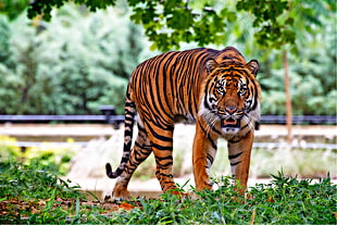 Tiger walking on the grass HD wallpaper