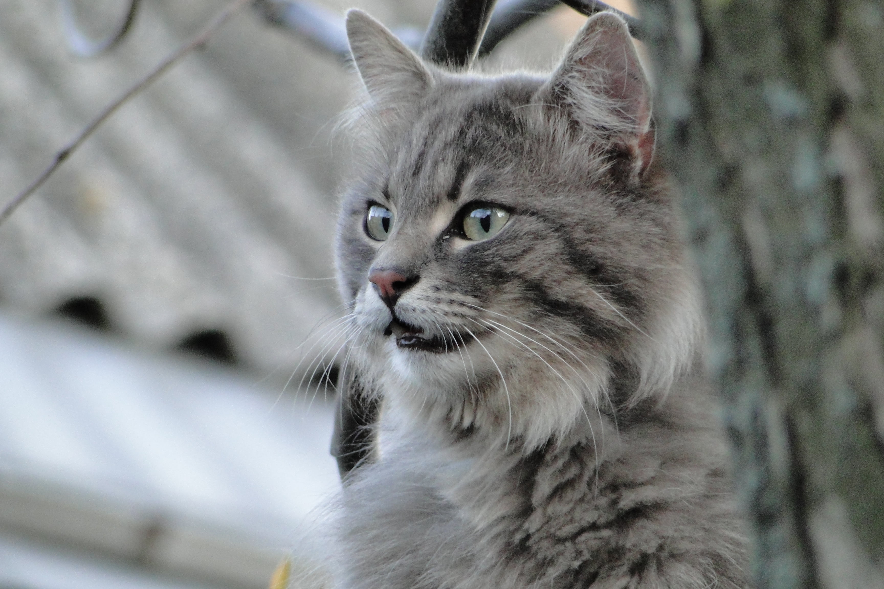 silver tabby cat