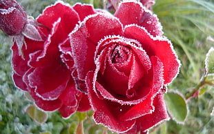 close-up photo of red petaled flower