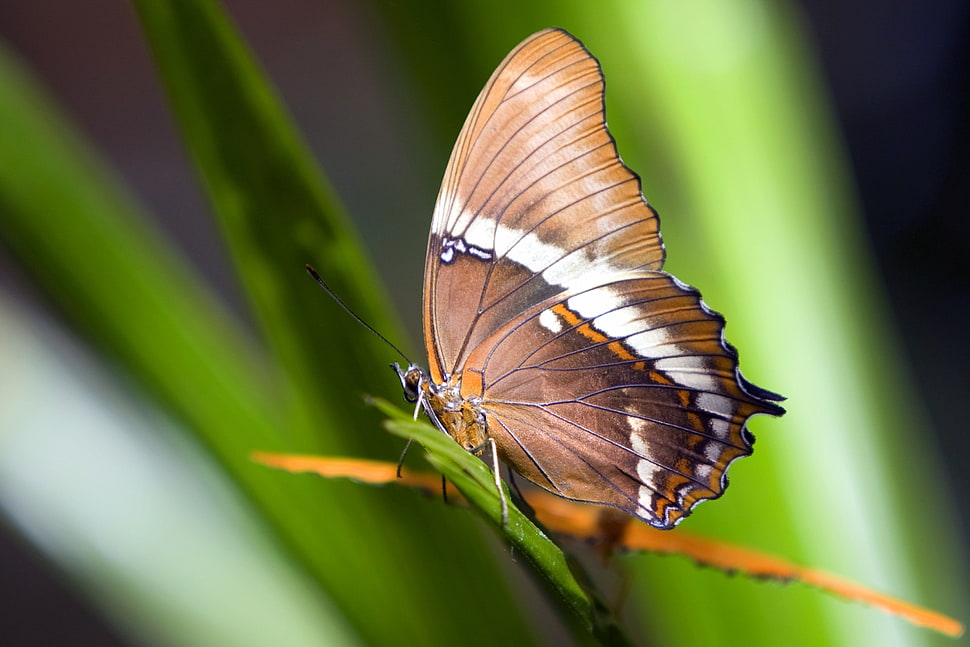 brown and white butterfly HD wallpaper