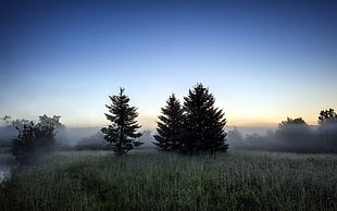 green trees surrounded by fog during dusk HD wallpaper