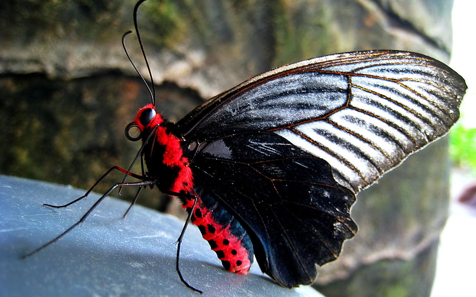 shallow focus photography of red black and white butterfly perched on gray panel HD wallpaper